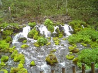 京極のふきだし湧水